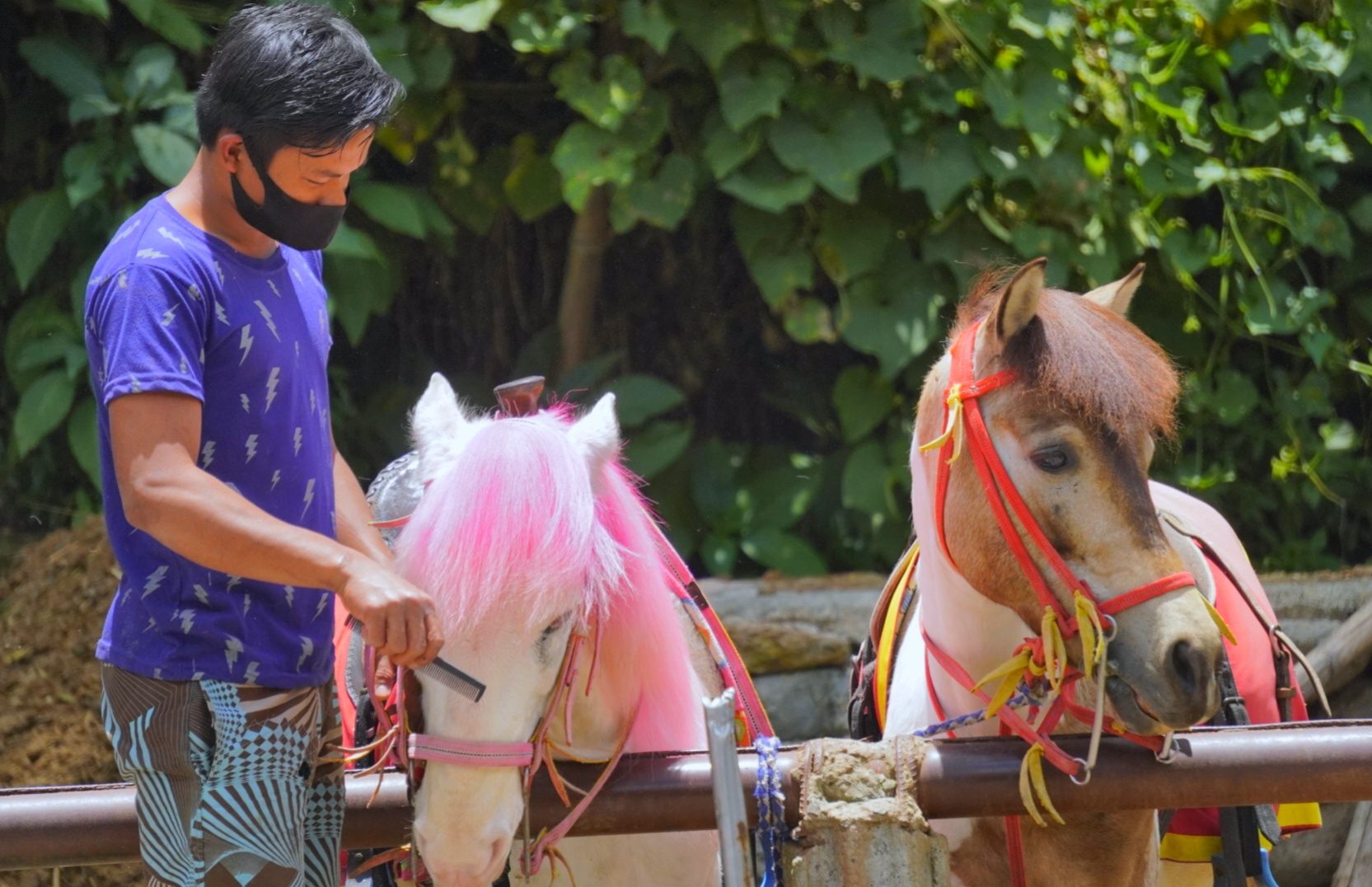 Baguio’s horse handlers take measures to contain swamp fever