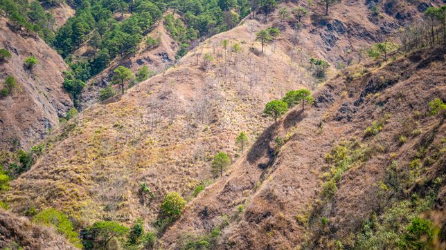 7 million hectares of Philippine land are forested – and that’s bad news