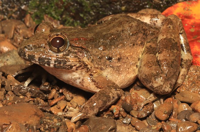New ‘freaky’ fanged frog species discovered hiding in plain sight in Mindoro