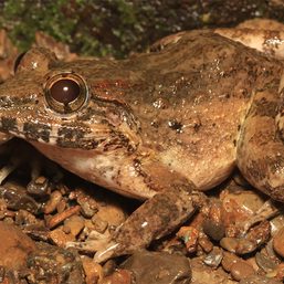 New ‘freaky’ fanged frog species discovered hiding in plain sight in Mindoro