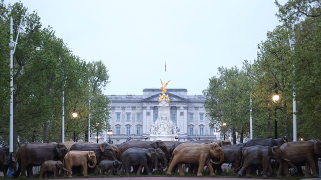 Herd community? Elephants show us how to coexist