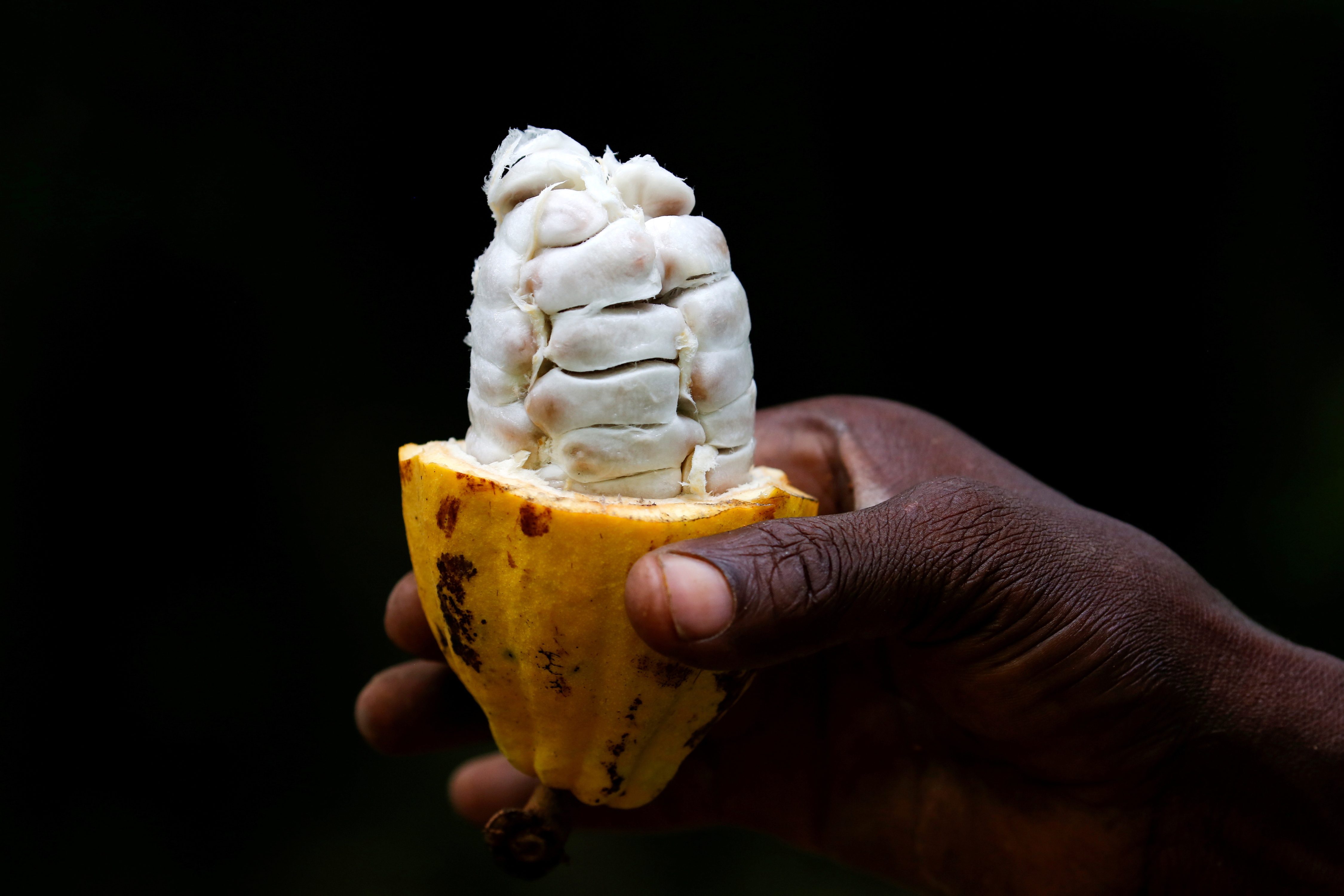 Chocolate makers trace more cocoa beans to ensure ethical sourcing