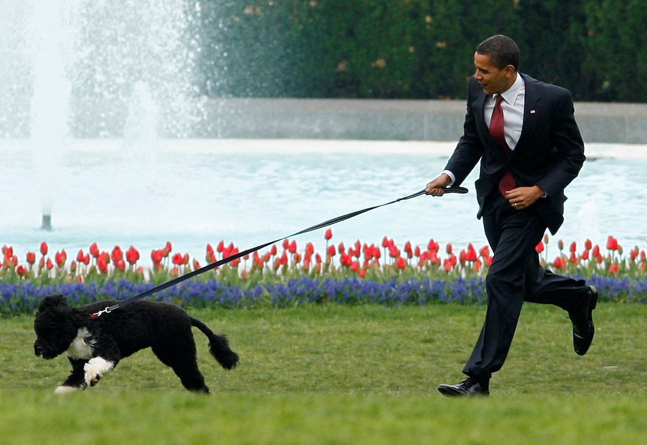 Obama family dog Bo, a ‘constant, gentle presence,’ dies