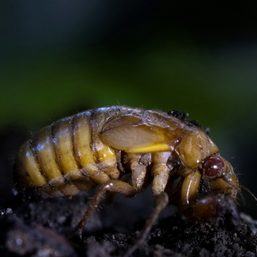 US awaits chorus of huge, 17-year cicada hatch