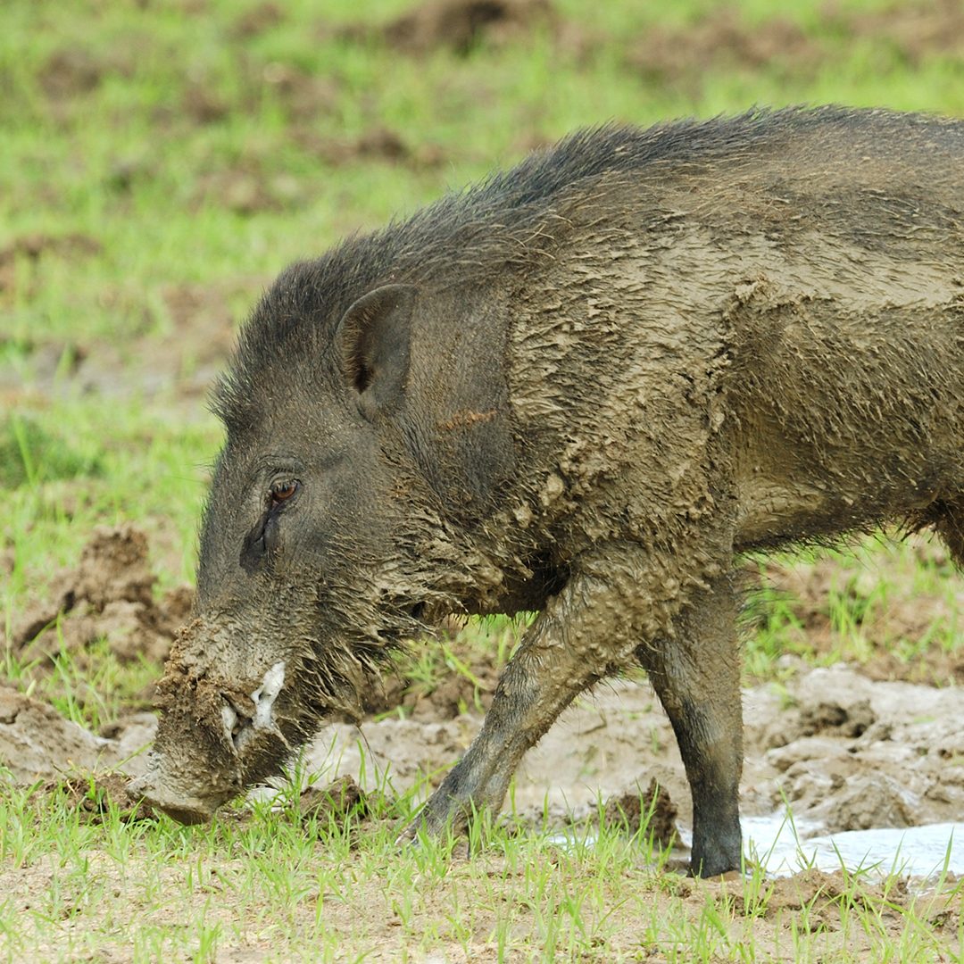 African swine fever infects Abra’s wild pigs