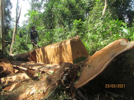 Possibility of resumption of mining due to illegal logging in Palawan