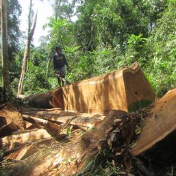 Illegal logging in Palawan stokes fears of a mining resurgence