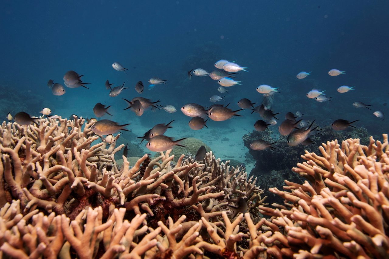 Great Barrier Reef should be listed as ‘in danger,’ UN committee recommends
