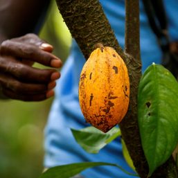 African cocoa producers unleash PR offensive on chocolate giants
