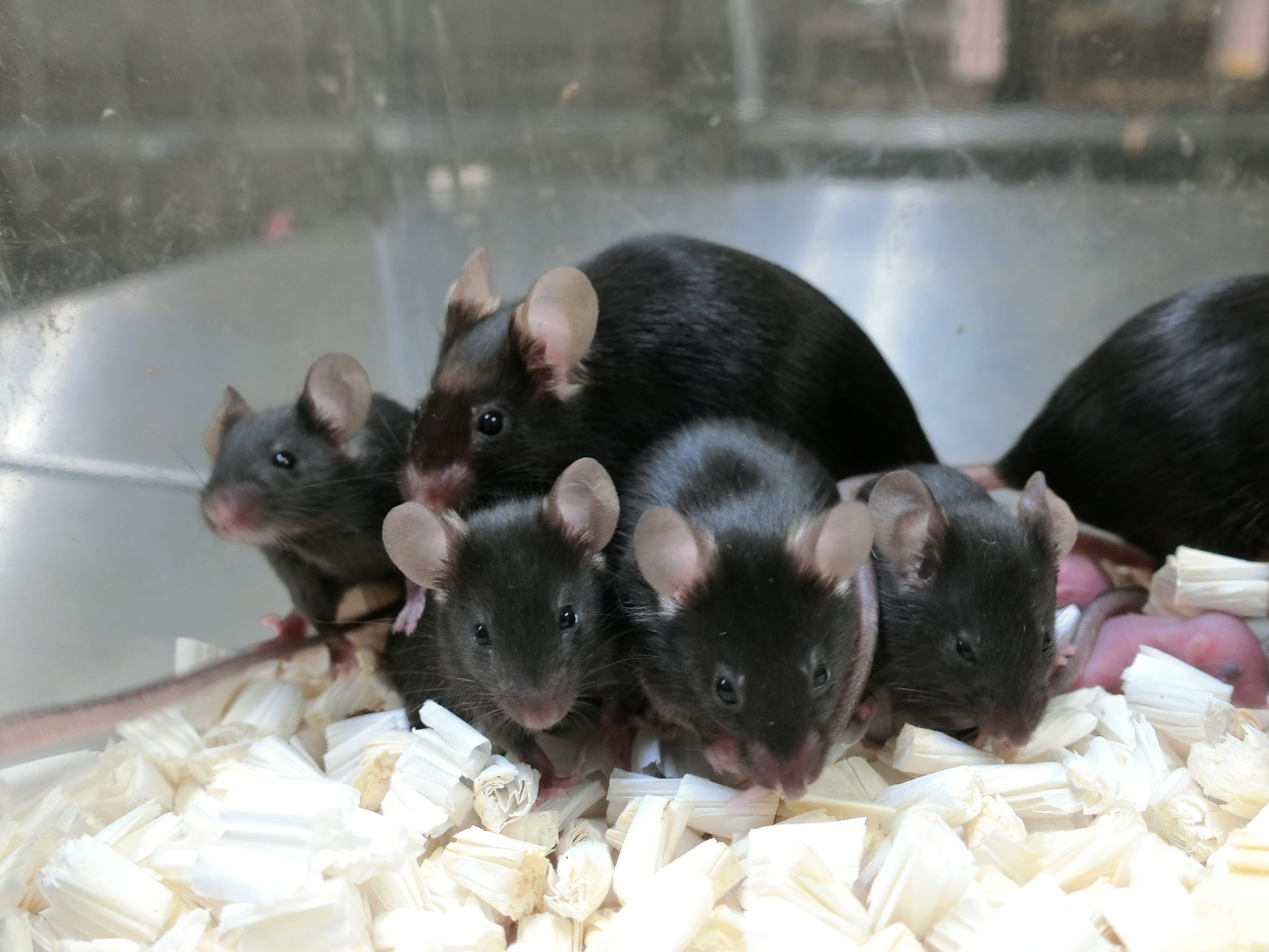 Pioneering space reproduction research yields healthy baby mice