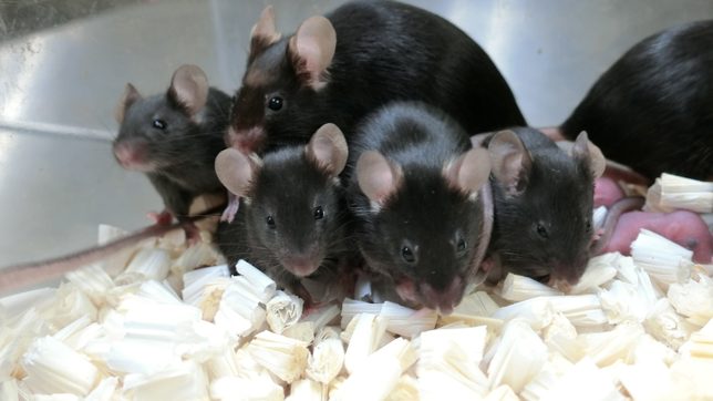 Pioneering space reproduction research yields healthy baby mice