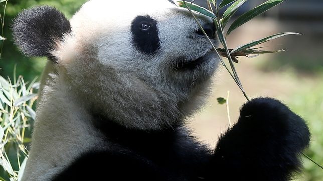 Giant Panda Gives Birth To Twin Cubs At Tokyo S Ueno Zoo