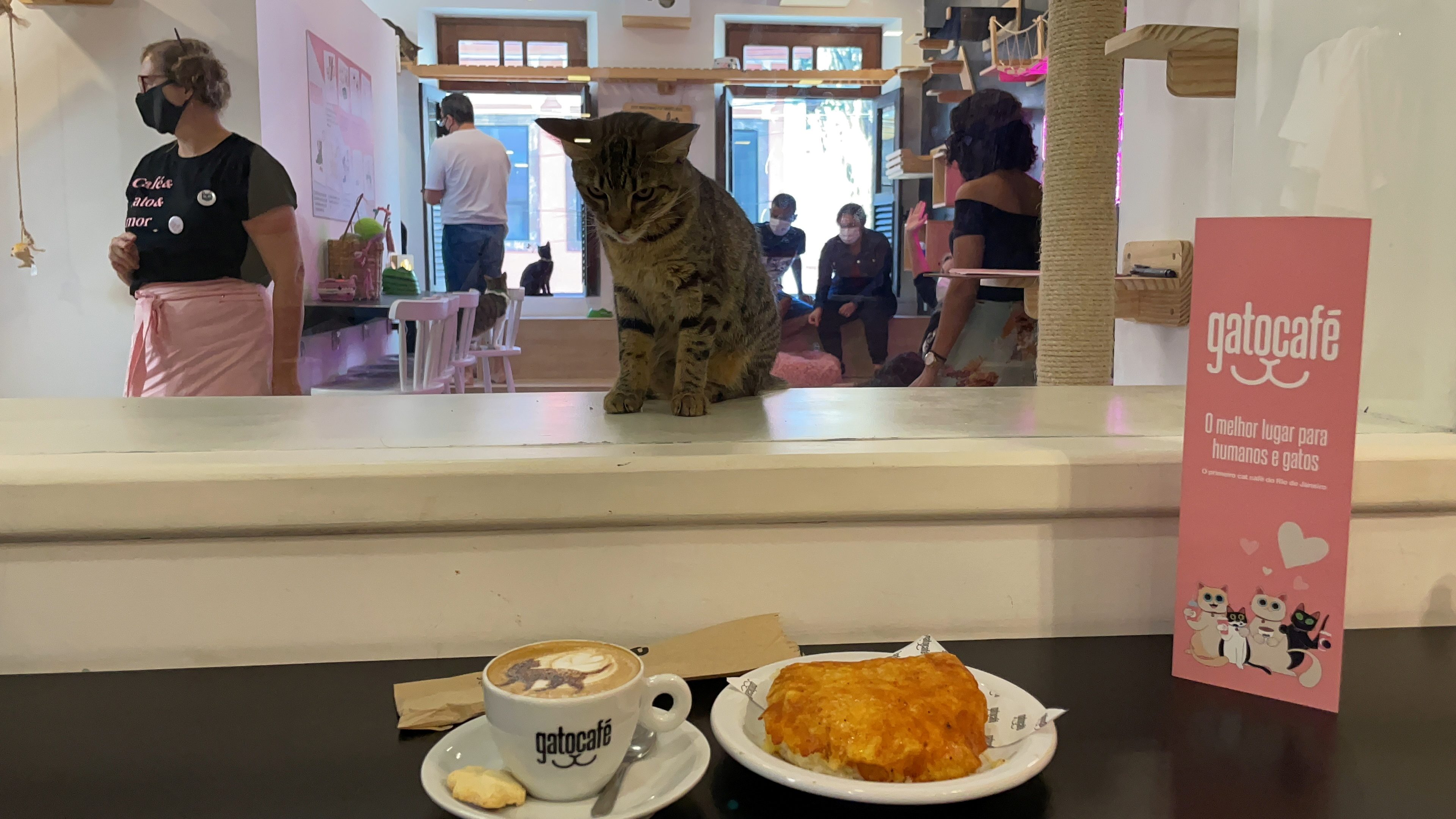 At a Rio café, cats and coffee combine for a cause