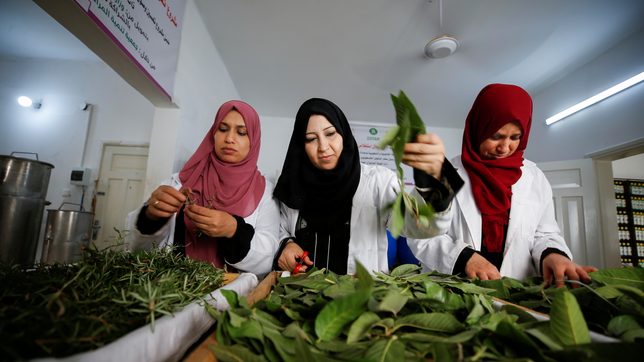 From farm to face, Gaza women create cosmetics from local herbs
