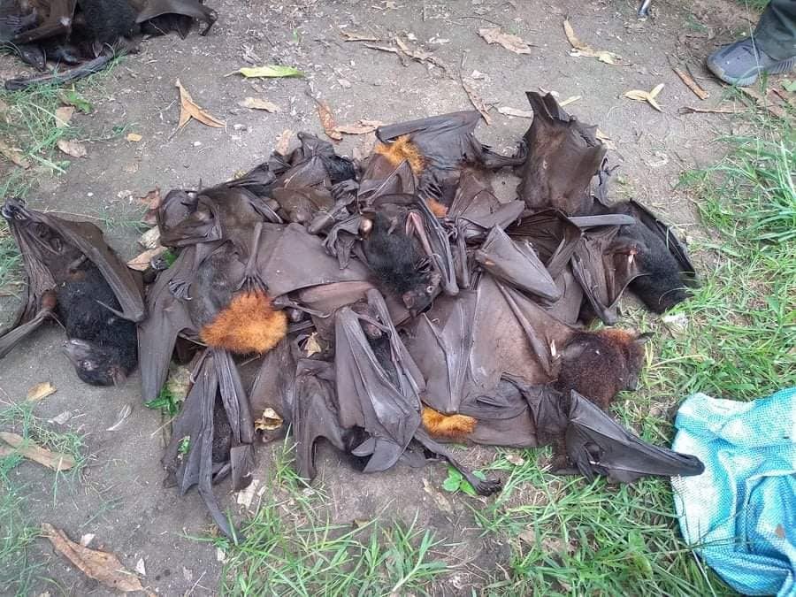 Police catch bat hunters in General Santos City
