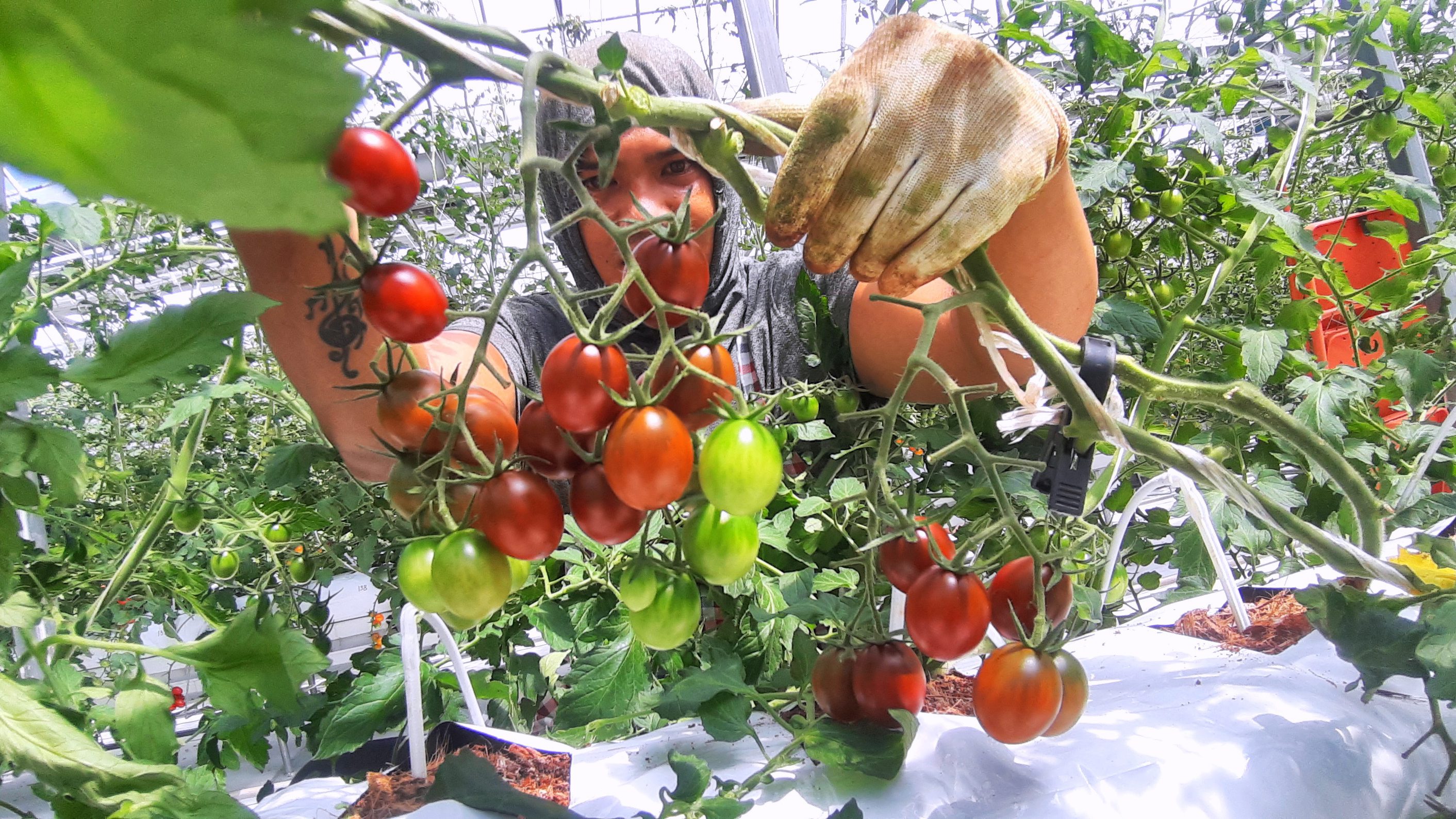 Korean tomatoes are thriving in Baguio City