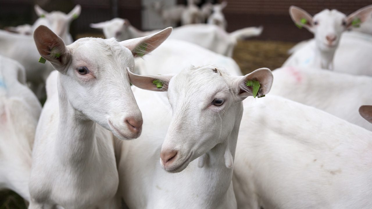 ‘They’re baaaaack’: Two dozen goats eat their way through New York park