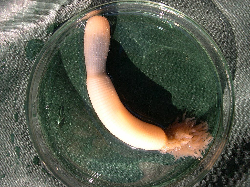 Meet the penis worm: Don’t look away, these sea creatures deserve your love