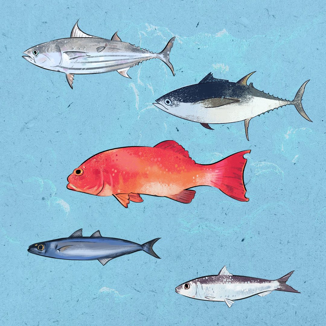 Get to know your fishes: 5 common species found in Philippine waters