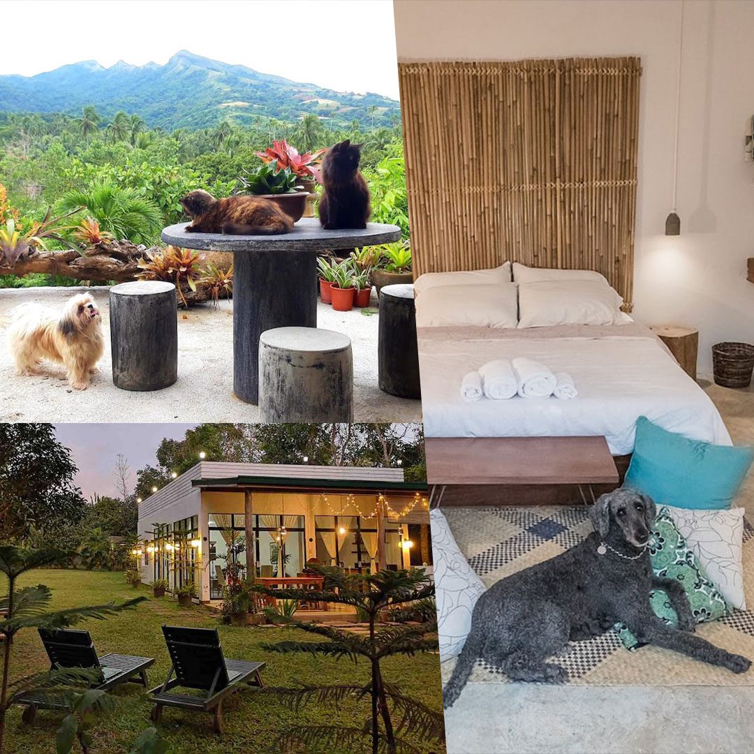 LIST: Pet-friendly Airbnb spots for your next Philippine vacation