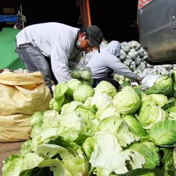 DA looks into alleged influx of smuggled cabbage from China
