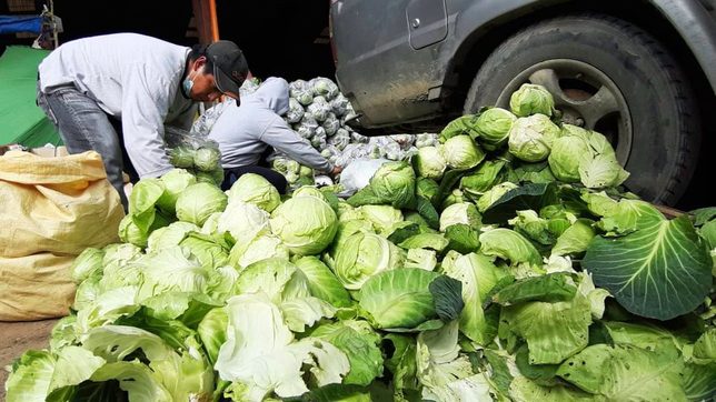 Get a kilo of cabbages from community pantry, help Benguet farmers