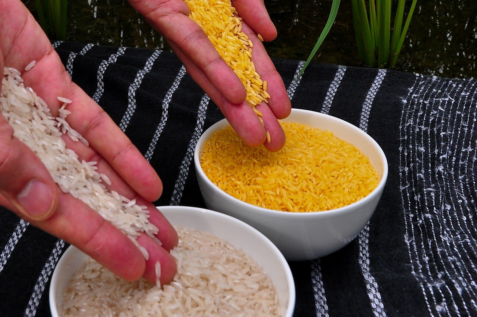 Philippines approves commercial use of genetically engineered rice