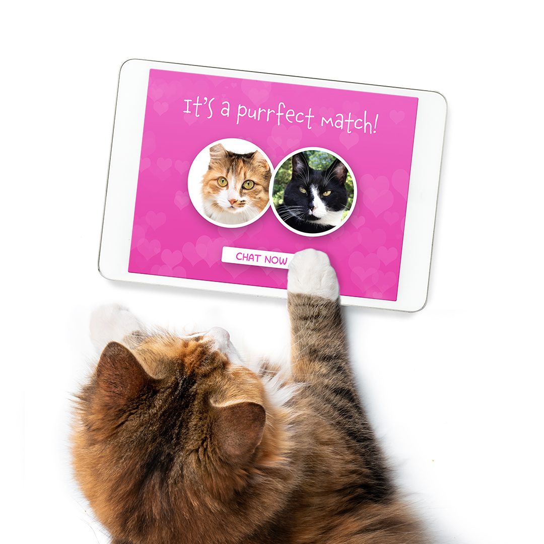 Cat tinder for If Cats