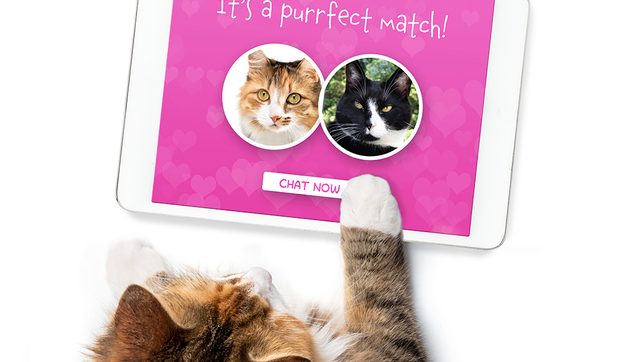 Purrfect match! Animal shelter puts lonely pets on Tinder