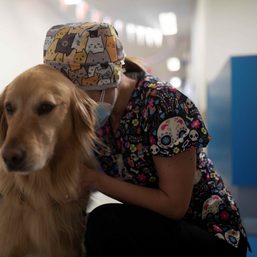 Chile ‘therapy’ dogs offer tummy rubs to soothe patients, medics