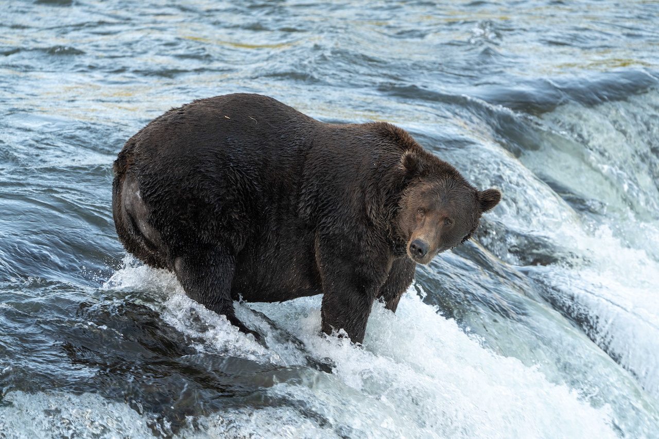 Ahead of winter hibernation, Alaska celebrates Fat Bear Week