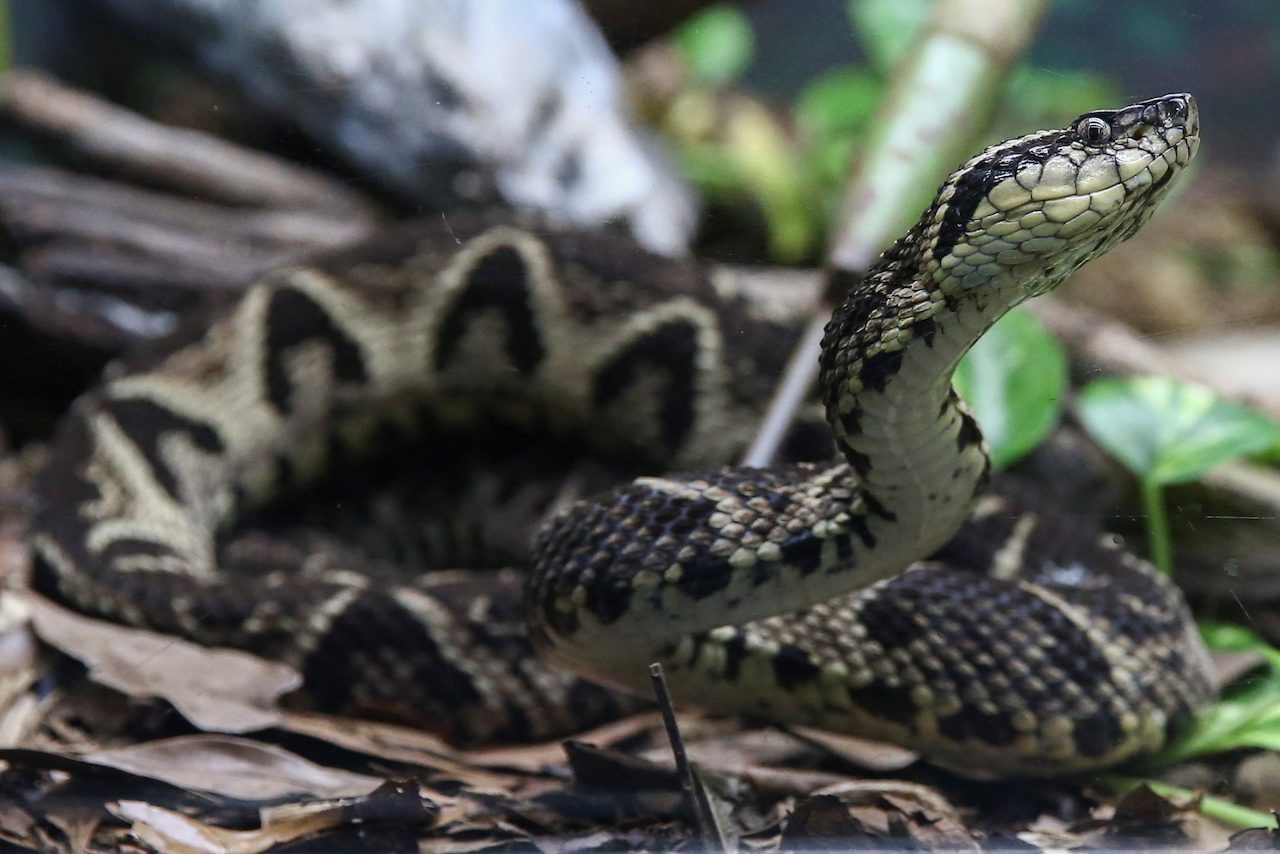 Brazilian viper venom may become tool in fight against coronavirus – study
