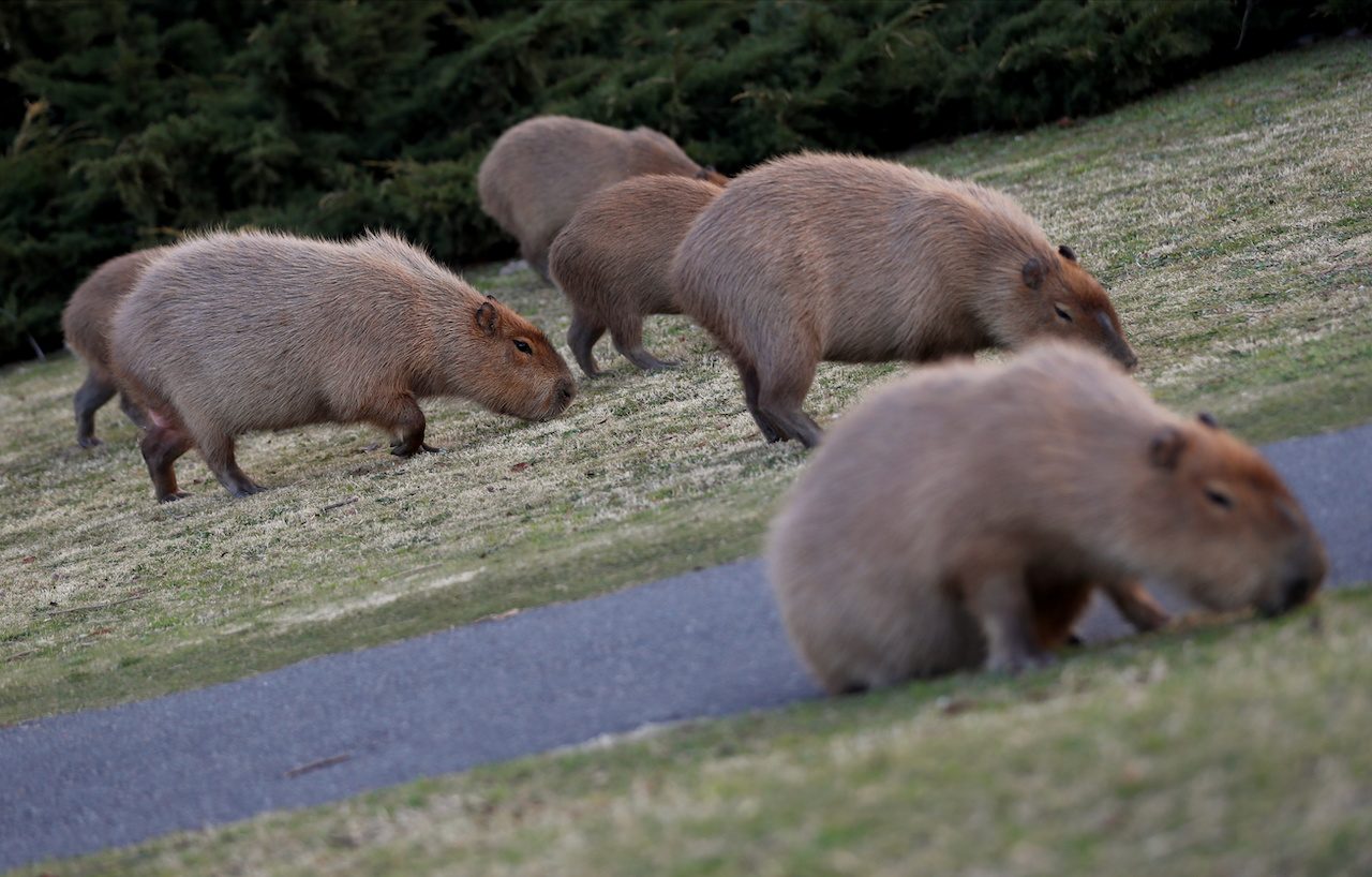 Battle brewing between residents, capybaras in Argentina neighborhood