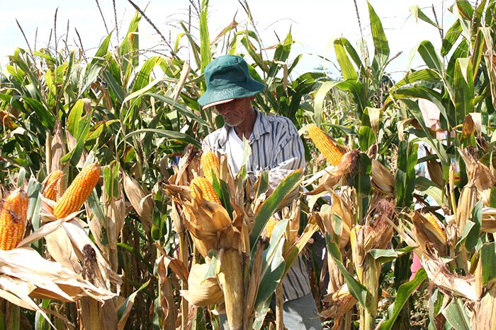 Philippine agriculture drops 2.6% in Q3 2021
