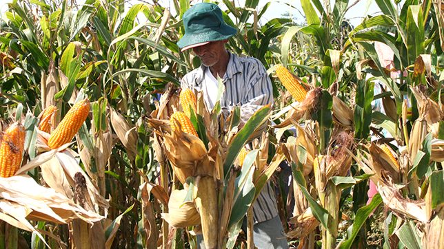 Philippine agriculture drops 2.6% in Q3 2021