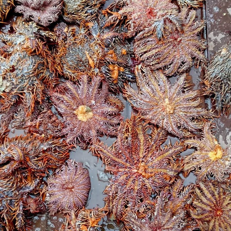Crown-of-thorns starfish threatens Cebu beach town’s marine life
