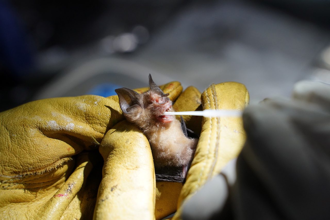 Cambodia bat researchers on mission to track origin of COVID-19
