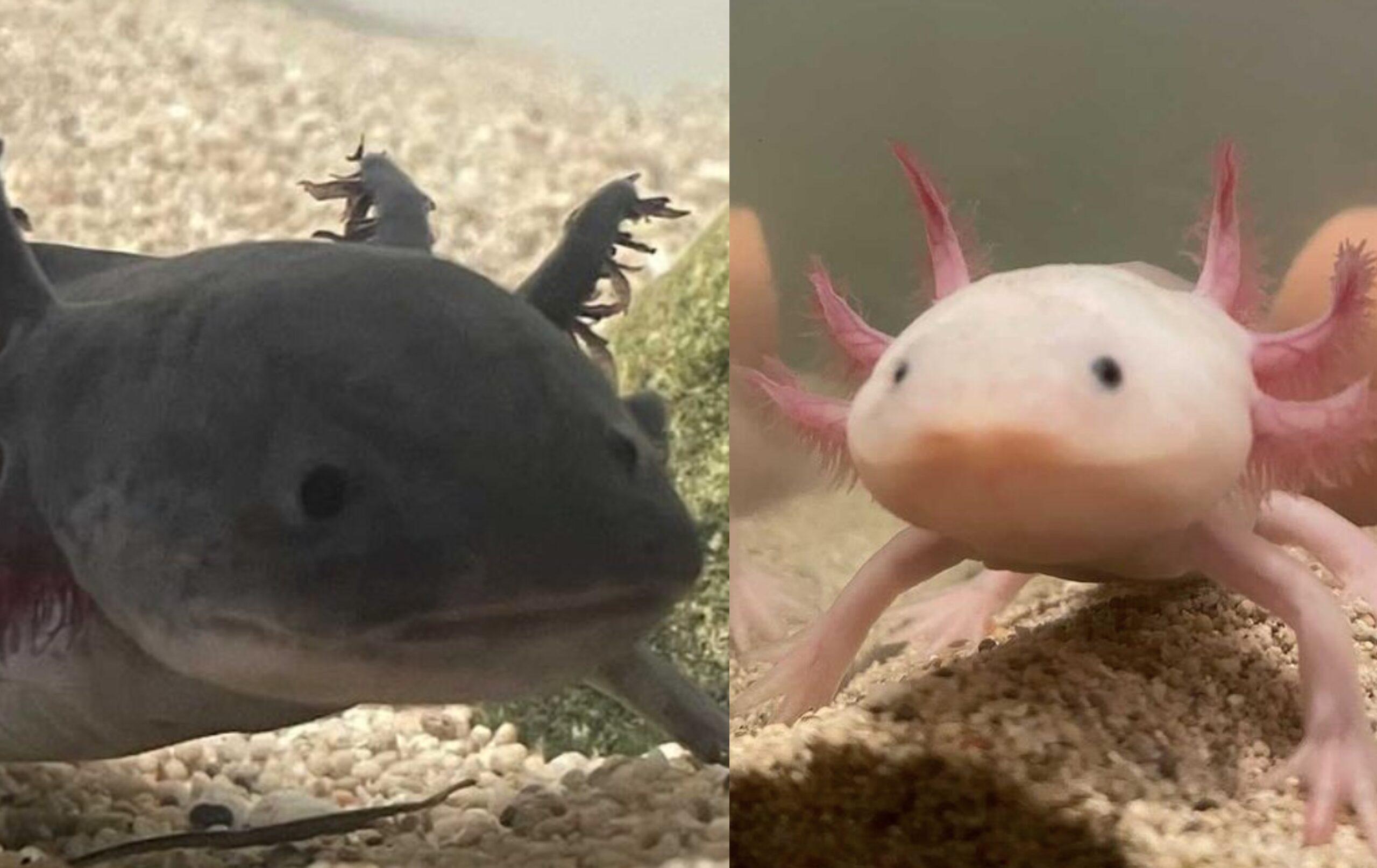 Black Axolotl Toothless