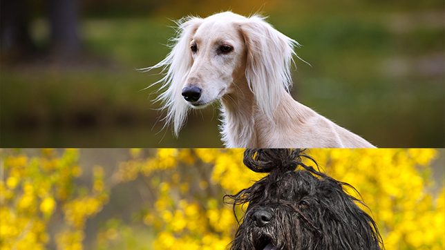 Peculiar puppers: Strange dog breeds and the stories behind them