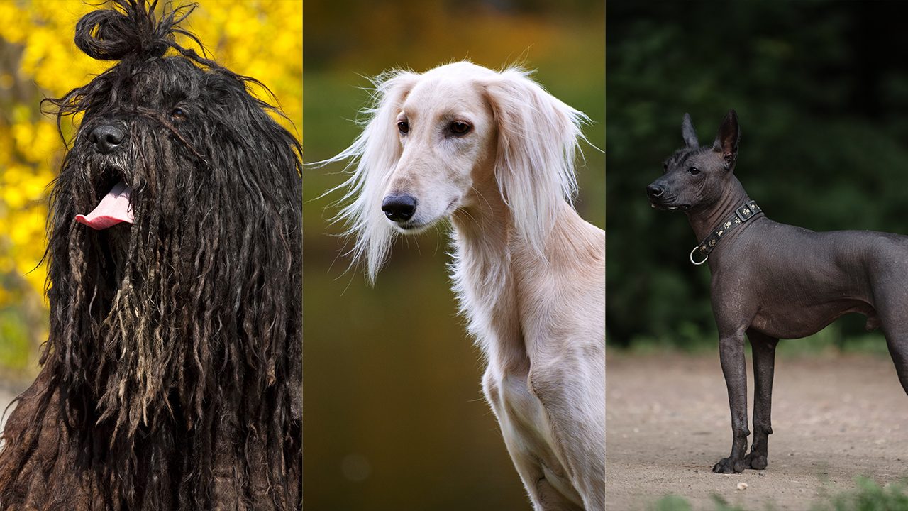 Peculiar puppers: Strange dog breeds and the stories behind them