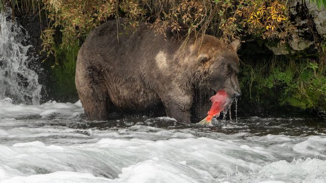 Otis the bear crowned chunk champion in Alaska’s Fat Bear Week