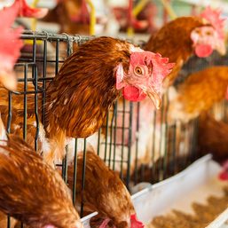 Philippines reports H5N1 bird flu outbreak on poultry farm
