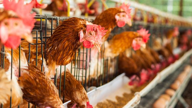 Rise in human bird flu cases in China shows risk of fast-changing variants – health experts