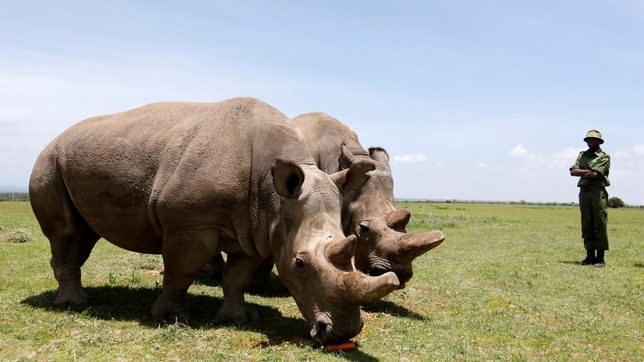 1 of world’s last 2 northern white rhinos dropped from race to save the species