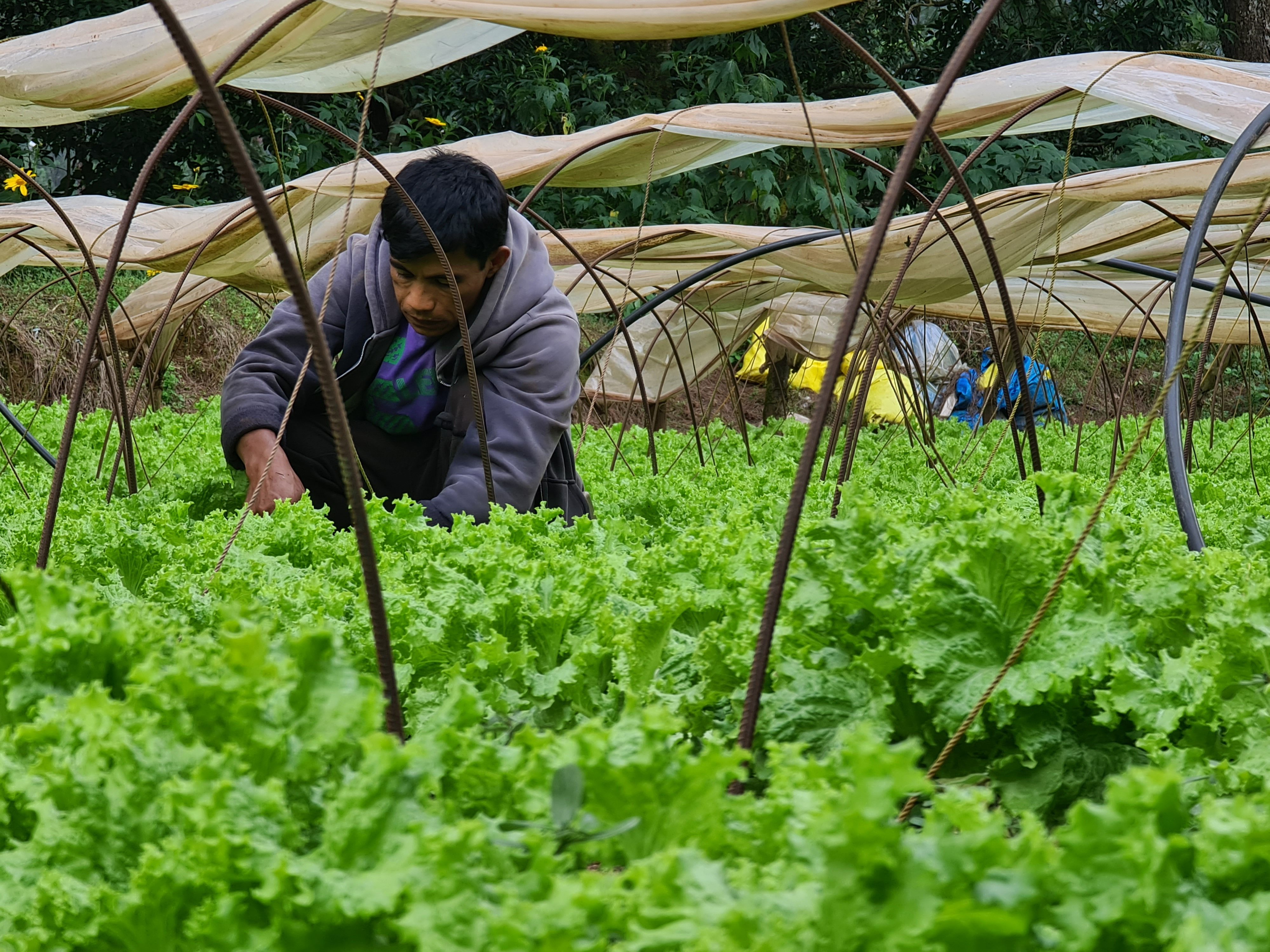 Agriculture thrives in Baguio’s urban landscape
