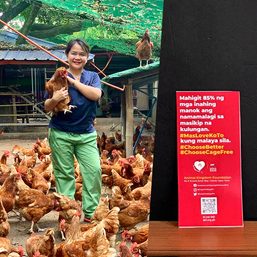 Animal Kingdom Foundation urges fast food chains to go cage-free