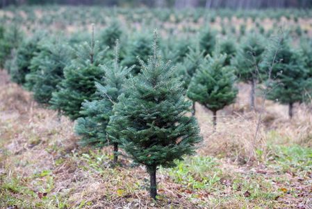 Why Canada’s floods could make your Christmas tree cost more