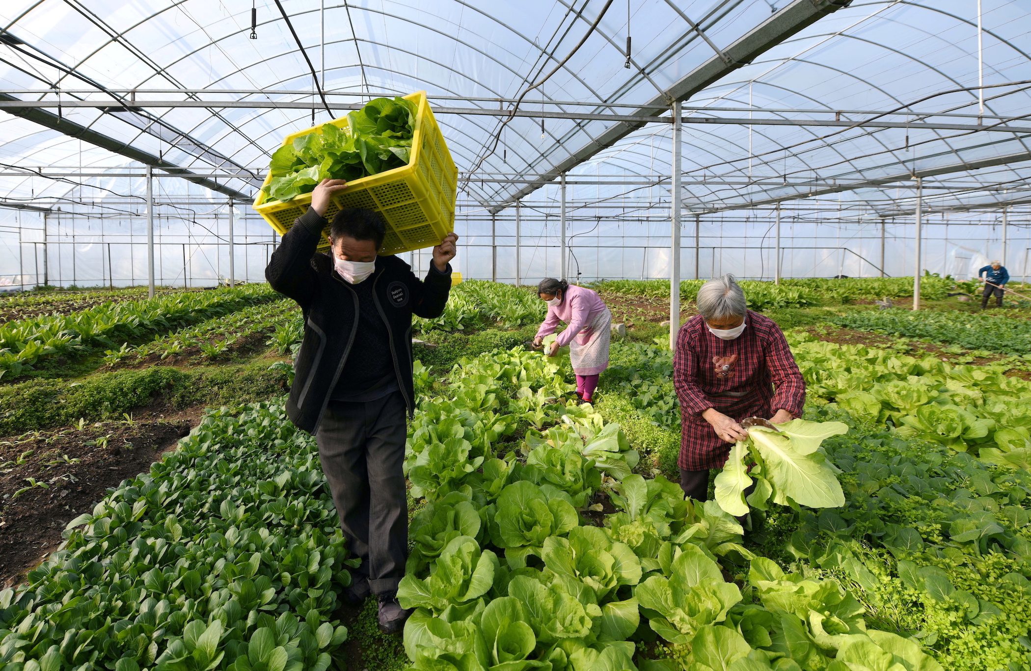 Don’t worry, China has plenty of vegetables and grain, farm officials say