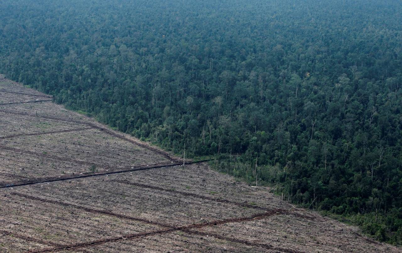 Indonesia wants to reduce deforestation, not completely end it