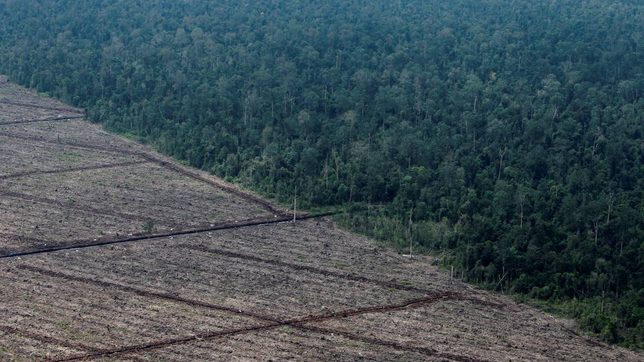 Indonesia wants to reduce deforestation, not completely end it